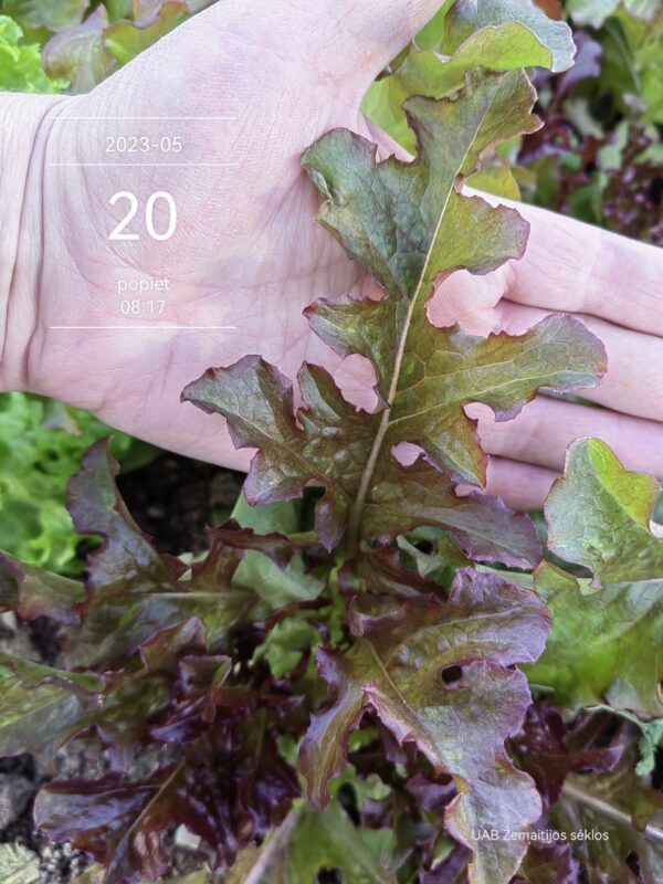 Salotos sėjamosios ąžuolalapės tamsios, ilgai neperauga 'DUBARED' 0,6 g SM.