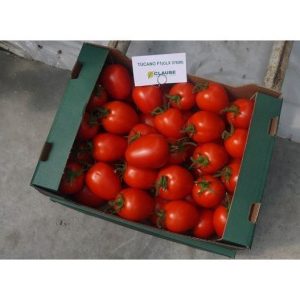 TUCANO F1 pomidorai DERLIUS DEŽEJE