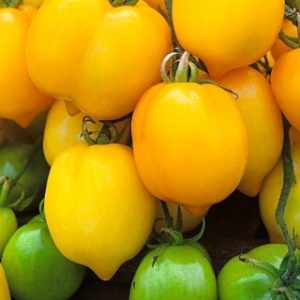 citrina pomidorai vaisiAi
