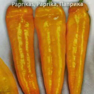 Paprikos saldžios ilgos geltonos 'CORNO DI TORO GIALLO' 0,5 g (Naudinga pakuotė) HOR.