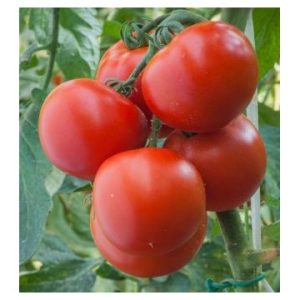 polfast-20-sēkl-lauka-tomāti