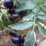 Pomidorai smulkūs, juodai violetiniai blizgūs 'INDIGO ROSE' 15 sėklų A.
