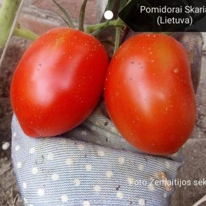 pomidorai-Skariai-delne-2jpg.jpg