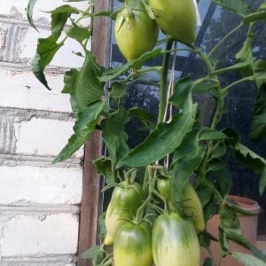 pomidorai-Skariai-zali-kekes.jpg
