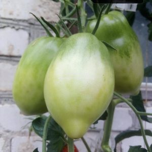 pomidorai-Skariai-zali3.jpg