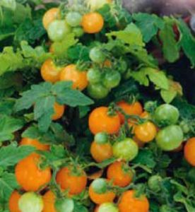 Pomidorai vazone oranžiniai smulkūs 'VENUS' 0,1 g S.