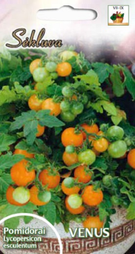 pomidorai Venus vazoniniai oranžiniai