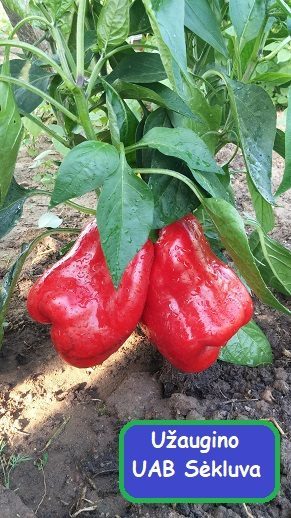 Paprikos saldžiosios ankstyvos, stambios, storos sienelės 'BIXIO F1' 10 sėklų S. Paprikos saldžiosios ankstyvos, stambios, storos sienelės 'BIXIO F1' 10 sėklų S.