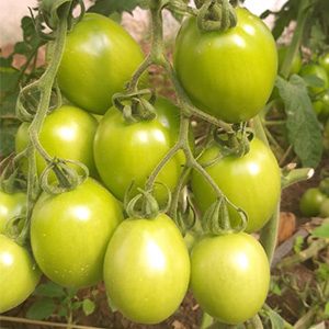 Pomidorai aukštaūgiai, pailgi, derlingi 'COLIBRI F1' 10 sėklų S. Pomidorai aukštaūgiai, pailgi, derlingi 'COLIBRI F1' 10 sėklų S.