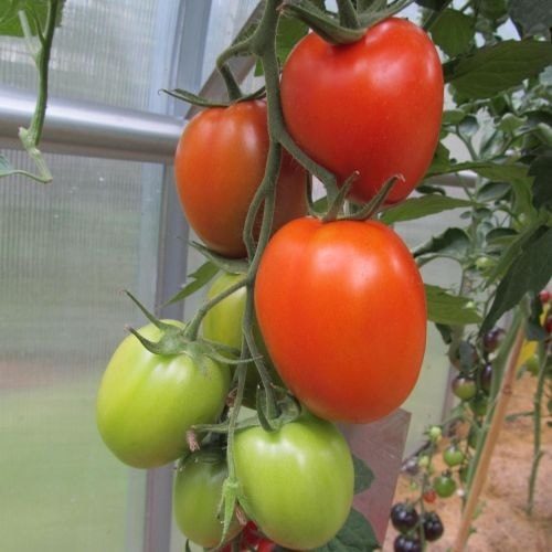 Pomidorai aukštaūgiai, pailgi, derlingi 'COLIBRI F1' 10 sėklų S. Pomidorai aukštaūgiai, pailgi, derlingi 'COLIBRI F1' 10 sėklų S.