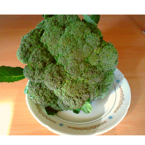 Brokoliai universalūs ‘FIESTA H’