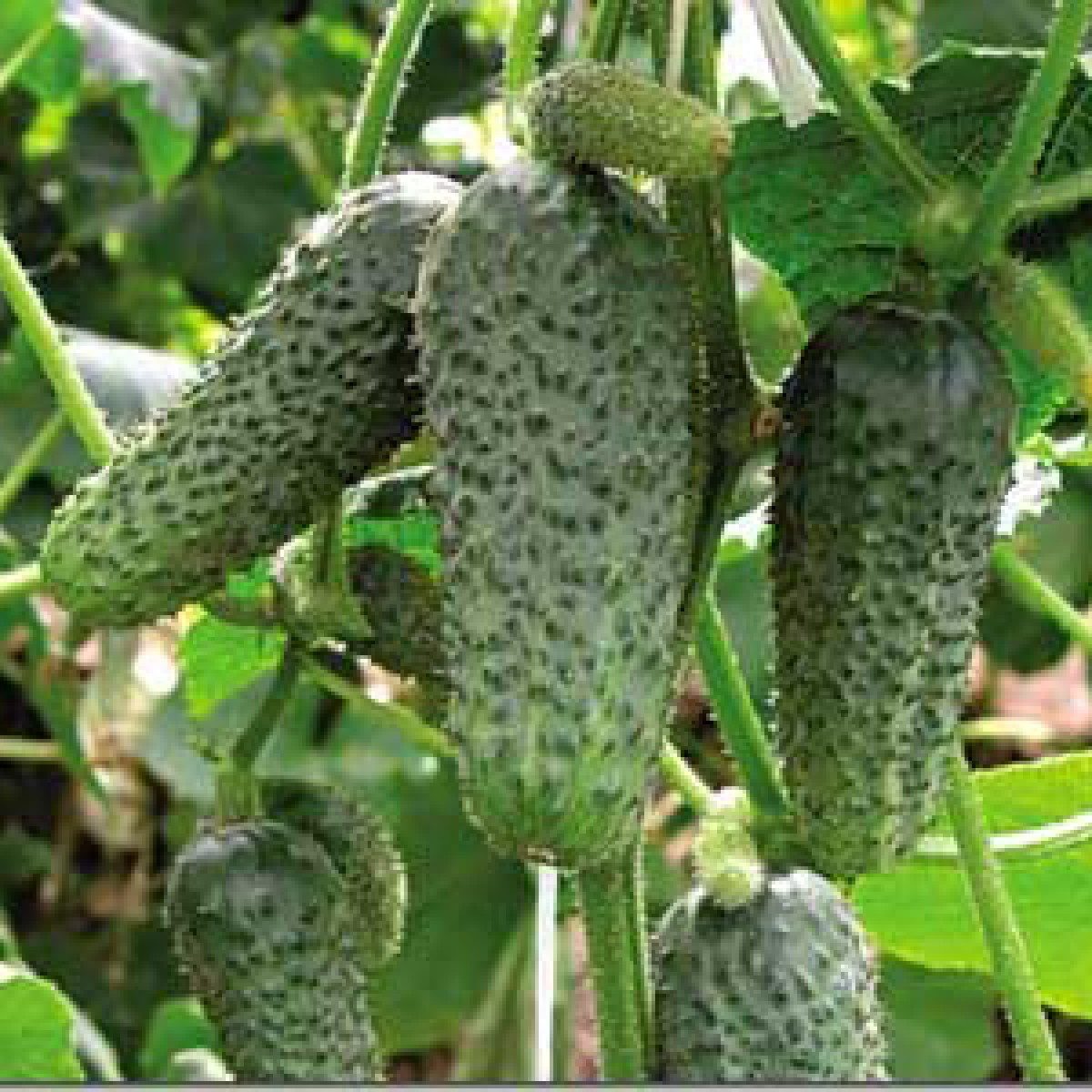 Agurkai savidulkiai ankstyvi, trumpavaisiai, kornišonai 'PASAMONTE H' 15 sėklų SG Agurkai savidulkiai ankstyvi, trumpavaisiai, kornišonai 'PASAMONTE H' 15 sėklų SG