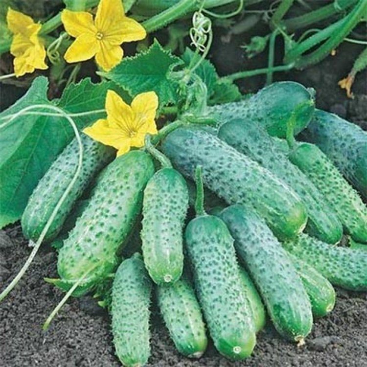 Agurkai savidulkiai ankstyvi, trumpi, tinka kornišonų auginimui ‘PASAMONTE H’ 100 sėklų (Didelė pakuotė) Agurkai savidulkiai ankstyvi, trumpi, tinka kornišonų auginimui ‘PASAMONTE H’ 100 sėklų (Didelė pakuotė)