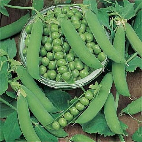 Žirniai ankstyvi, labai skanūs 'AMBASSADOR' 50 g (Naudinga pakuotė) S. Žirniai ankstyvi, labai skanūs 'AMBASSADOR' 50 g (Naudinga pakuotė) S.