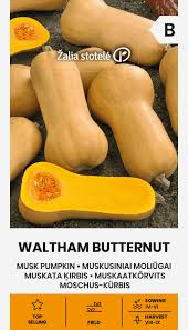 Moliūgai kvapieji („sviestiniai“) kriaušės formos, laikymui 'WALTHAM BUTTERNUT' 2 g A.