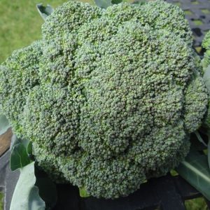 brokoliai Rumba H A.