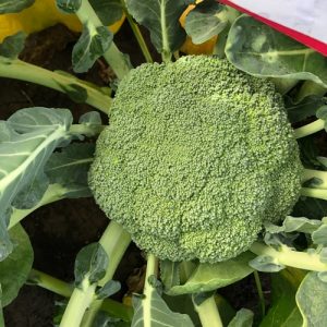 coronado_crown_broccoli DIRVOJE