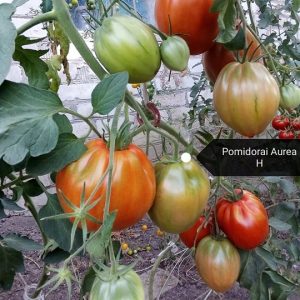 pomidorai Aurea Klėtelės šiltnamyje