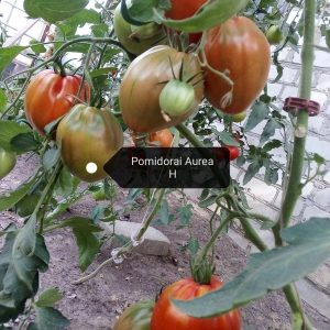pomidorai Aurea H krūmas