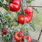 pomidorai Gourmandia F 1 krūmas ŽS