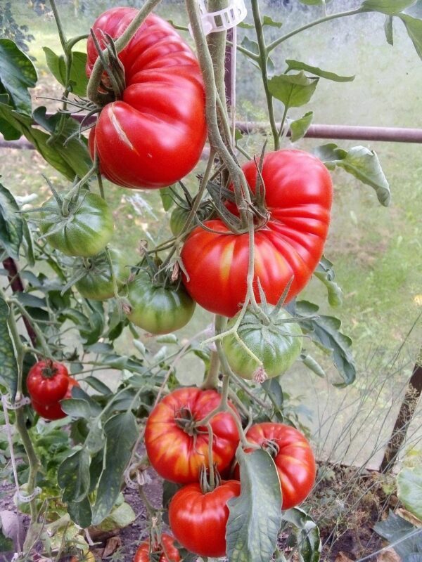 Pomidorai širdies formos labai derlingi 'GOURMANDIA F1' 8 sėklų S.