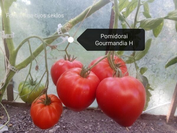 Pomidorai širdies formos labai derlingi 'GOURMANDIA F1' 8 sėklų S.