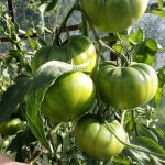 pomidorai Gourmandia žalia kekė