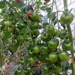 pomidorai vyšniniai Cherrola F1 žalios kekės