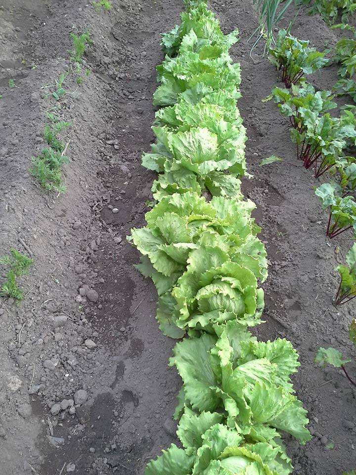 Salotos gūžinės ledinės, atsparios aukštai temperatūrai 'CHALLENGE' 30 sėklų SG. Salotos gūžinės ledinės, atsparios aukštai temperatūrai 'CHALLENGE' 30 sėklų SG.