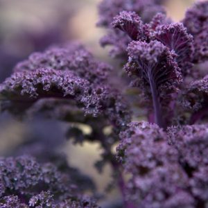 Kale red curled vegetable deep purple mauve curled frilled leaves leaf hardy brassica plant 17/03/15 17/03/2015 170315 17032015 17 17th March 2015 
Hampton Court Veg Garden Winter photographer Sarah Cuttle vegetable portraits
