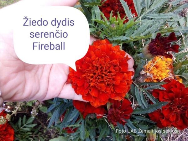 Serenčiai gvazdikiniai trispalviai, tamsus derinys, 'FIREBALL' 200 sėklų (Profi pakuotė) Černy