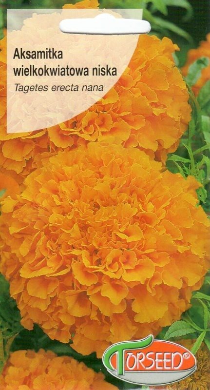 Serenčiai didieji žemi (Tagetes erecta nana), oranžiniai žiedai 0,5 g T. Serenčiai didieji žemi (Tagetes erecta nana), oranžiniai žiedai 0,5 g T.