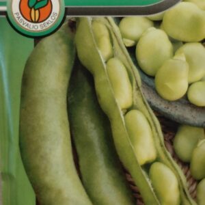 Pupos baltos stambios 'WHITE WINDSOR' 30 g PS.