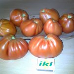 pomidorai Corazon nuskinti Žemaitijos sėklų