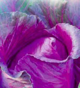 Kopūstai raudoni pailgi skanūs 'KALIBOS’ 1 g S.