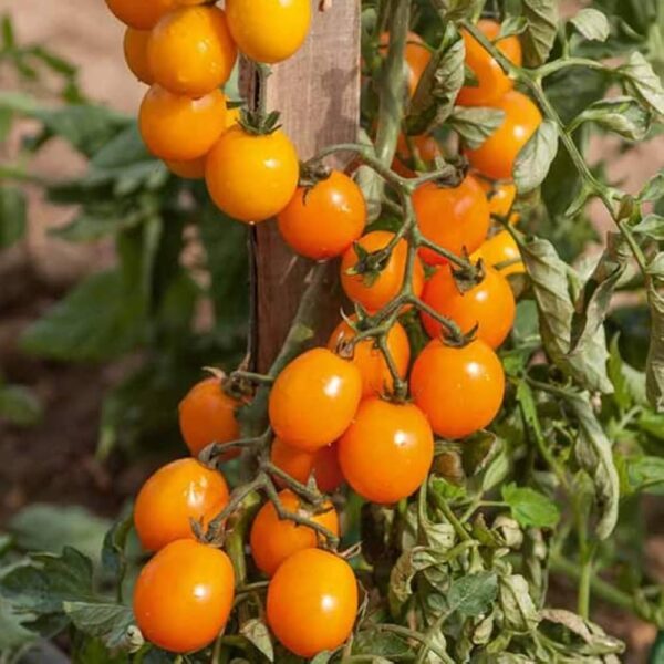 Pomidorai vyšniniai, oranžiškai geltoni, ovalūs. itin skanūs 'NUGGET F1' 10 sėklų S.