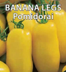 Pomidorai geltoni pailgi, gausiai derantys, nehibridiniai 'BANANA LEGS' 10 sėklų S. (TV laida Svajonių sodai)