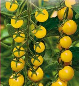 Pomidorai vyšniniai ankstyvi geltoni 'GOLDKRONE' 0,2 g (Naudinga pakuotė) S.
