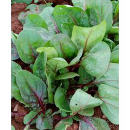 Špinatai ankstyvi, raudonomis gyslomis 'RED KITTEN F1' (RED TABBY) 400 sėklų S. Špinatai ankstyvi, raudonomis gyslomis 'RED KITTEN F1' (RED TABBY) 400 sėklų S.