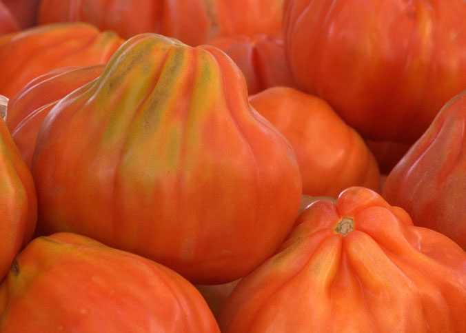 Ypatingos formos ir skonio pomidorai, raudonai oranžiniai 'RUGANTINO' 5 sėklos SG. Ypatingos formos ir skonio pomidorai, raudonai oranžiniai 'RUGANTINO' 5 sėklos SG.