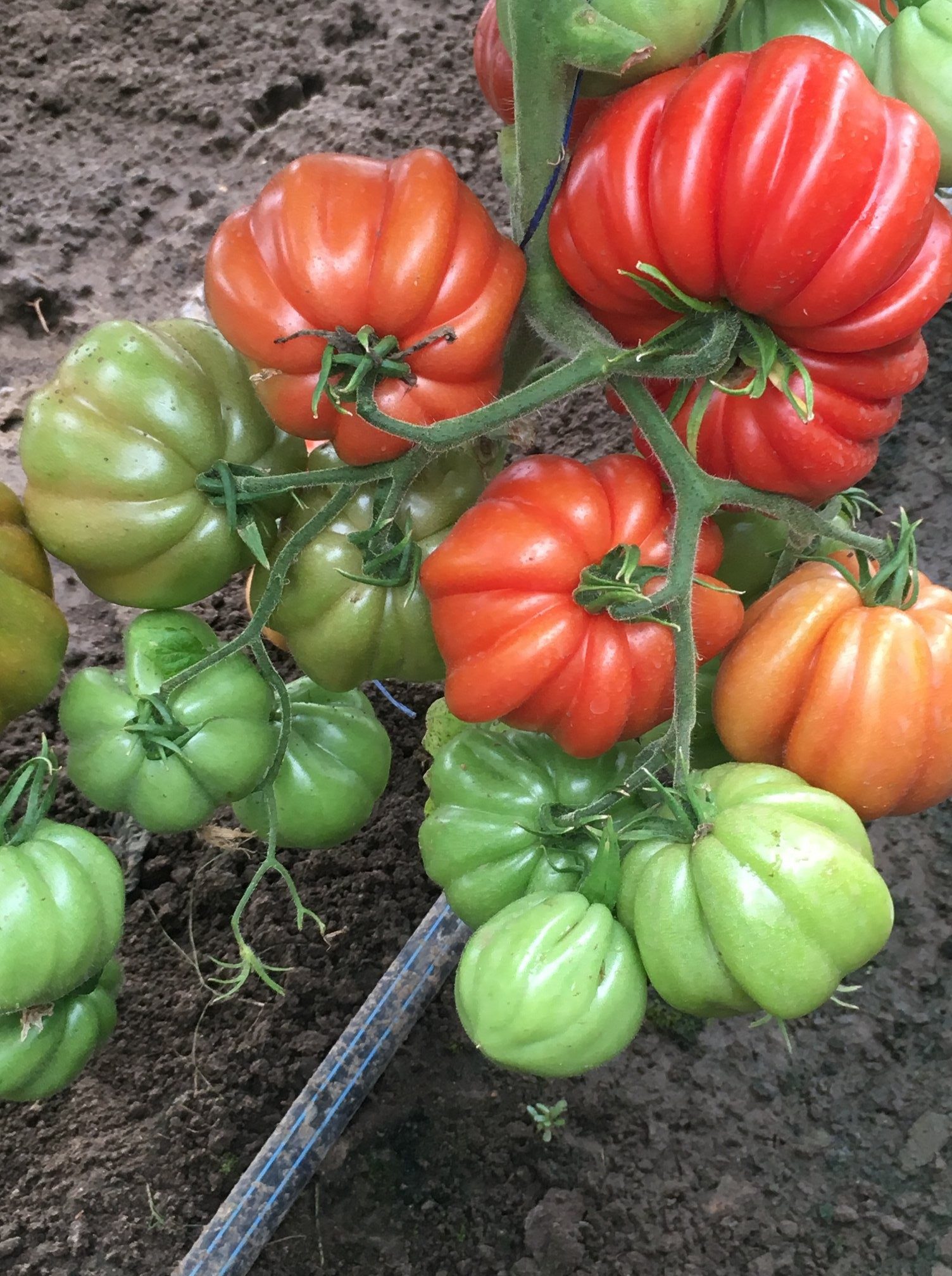 Ypatingos formos ir skonio pomidorai, raudonai oranžiniai 'RUGANTINO' 5 sėklos SG. Ypatingos formos ir skonio pomidorai, raudonai oranžiniai 'RUGANTINO' 5 sėklos SG.