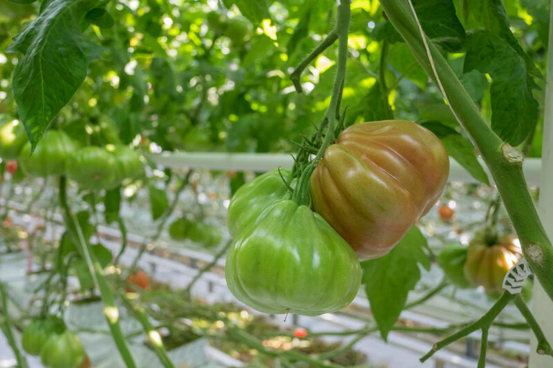 Ypatingos formos ir skonio pomidorai, raudonai oranžiniai 'RUGANTINO' 5 sėklos SG. Ypatingos formos ir skonio pomidorai, raudonai oranžiniai 'RUGANTINO' 5 sėklos SG.