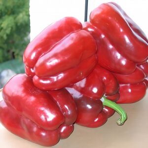 Paprikos saldžios labai ankstyvos, stambios 'SOLARIO F1' 10 sėklų PS. Paprikos saldžios labai ankstyvos, stambios 'SOLARIO F1' 10 sėklų PS.