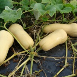 Moliūgai muskusiniai kriaušiniai 'WALTHAM BUTTERNUT' 11 sėklų S.