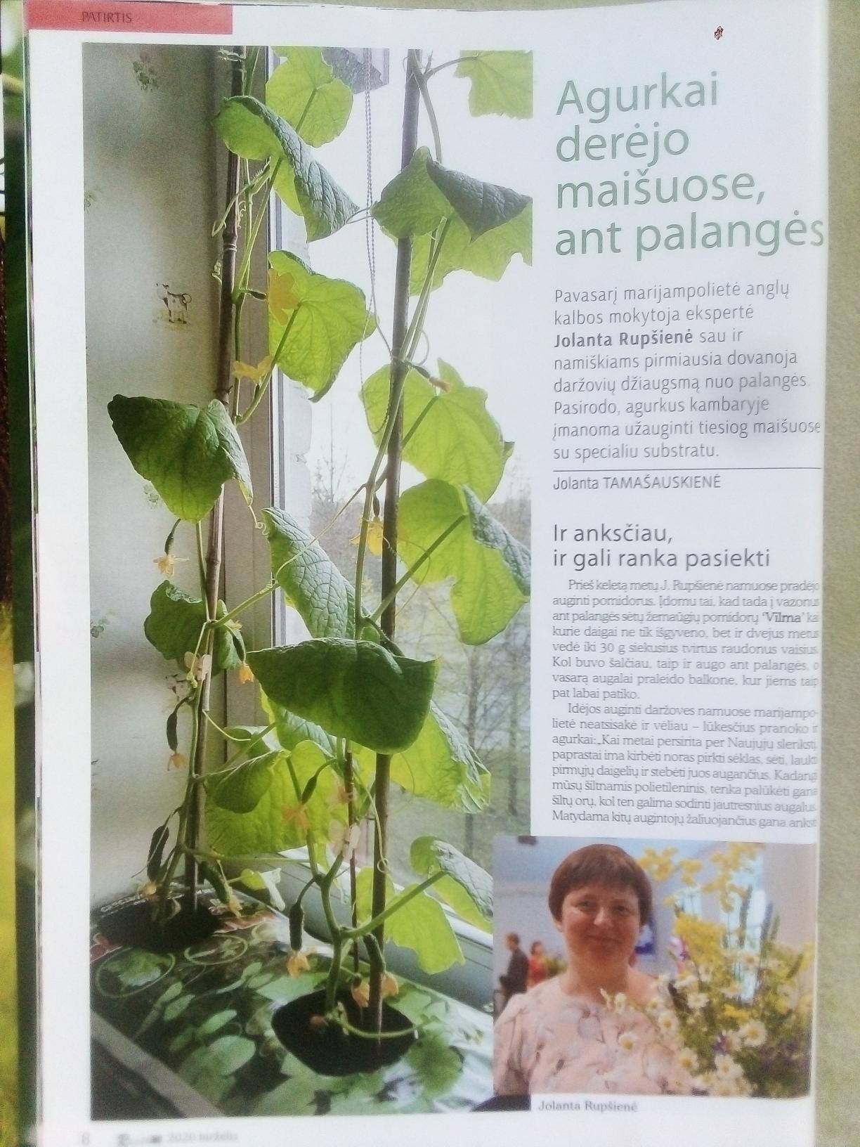 Agurkai savidulkiai derlingi ‘MERENGUE H’ 10 sėklų (Maža pakuotė) SG. Agurkai savidulkiai derlingi ‘MERENGUE H’ 10 sėklų (Maža pakuotė) SG.