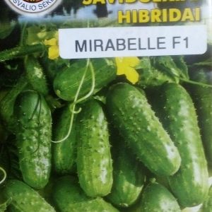 Agurkai savidulkiai derlingi ‘MIRABELLE F1’ 15 sėklų PS