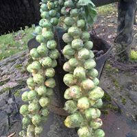 Kopūstai briuselio derlingi, didesnės galvutės 'MAXIMUS H’ 15 sėklų SG. Kopūstai briuselio derlingi, didesnės galvutės 'MAXIMUS H’ 15 sėklų SG.