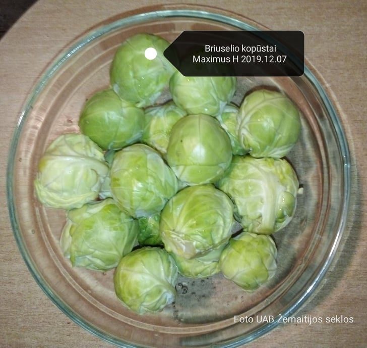 Kopūstai briuselio derlingi, didesnės galvutės 'MAXIMUS H’ 15 sėklų SG. Kopūstai briuselio derlingi, didesnės galvutės 'MAXIMUS H’ 15 sėklų SG.