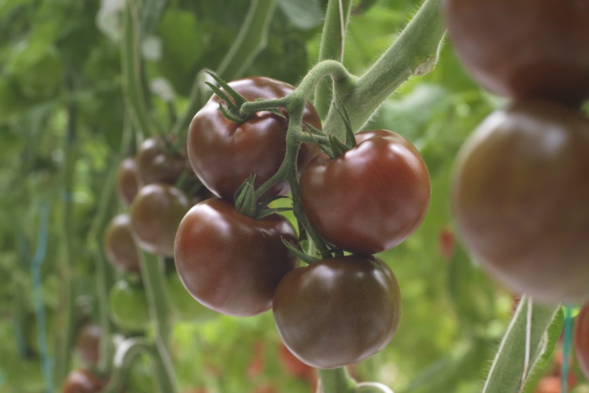 Pomidorai tamsūs, standartinio dydžio vaisiai 'KUMATO OLMECA H' 5 sėklos (Profi). Pomidorai tamsūs, standartinio dydžio vaisiai 'KUMATO OLMECA H' 5 sėklos (Profi).
