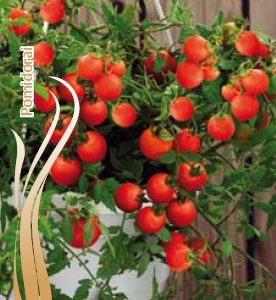 Pomidorai vazoniniai 'BALCONI RED F1' 15 sėklų S.